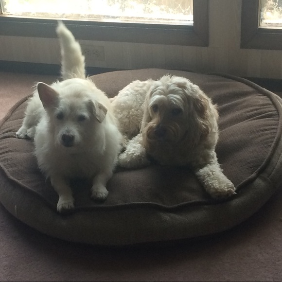 Meet your Posher, Kierra - Picture 1 of 1